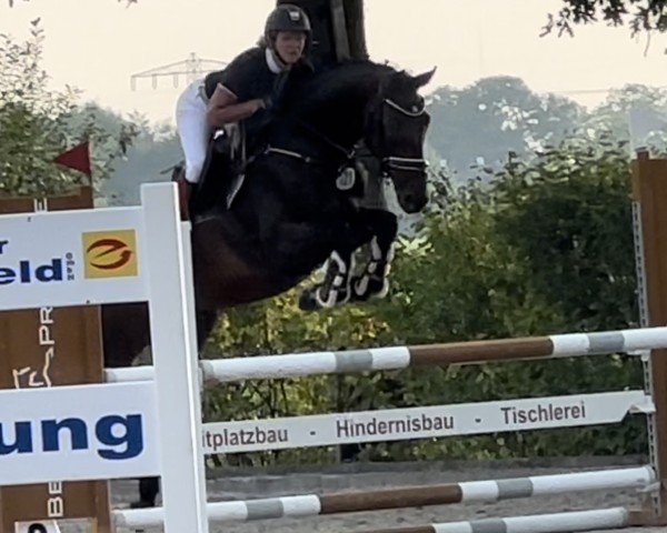 Springpferd Chamiro B (Westfale, 2017, von Chaman)