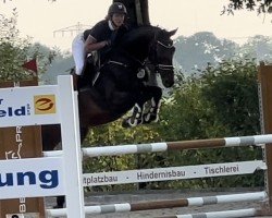 jumper Chamiro B (Westphalian, 2017, from Chaman)