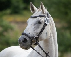 horse Dacota (German Sport Horse, 2012, from Cellestino)