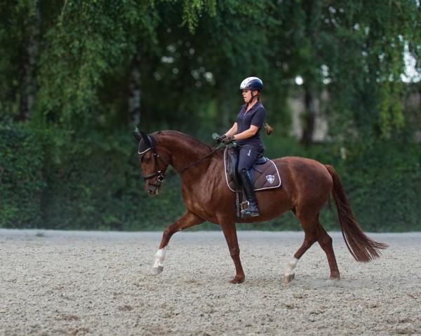 broodmare Vive la Rouge (Oldenburg, 2020, from Vitalis)
