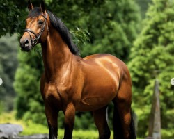 Springpferd Do You du Seigneur Z (Zangersheide Reitpferd, 2016, von Don't Touch Tiji Hero)