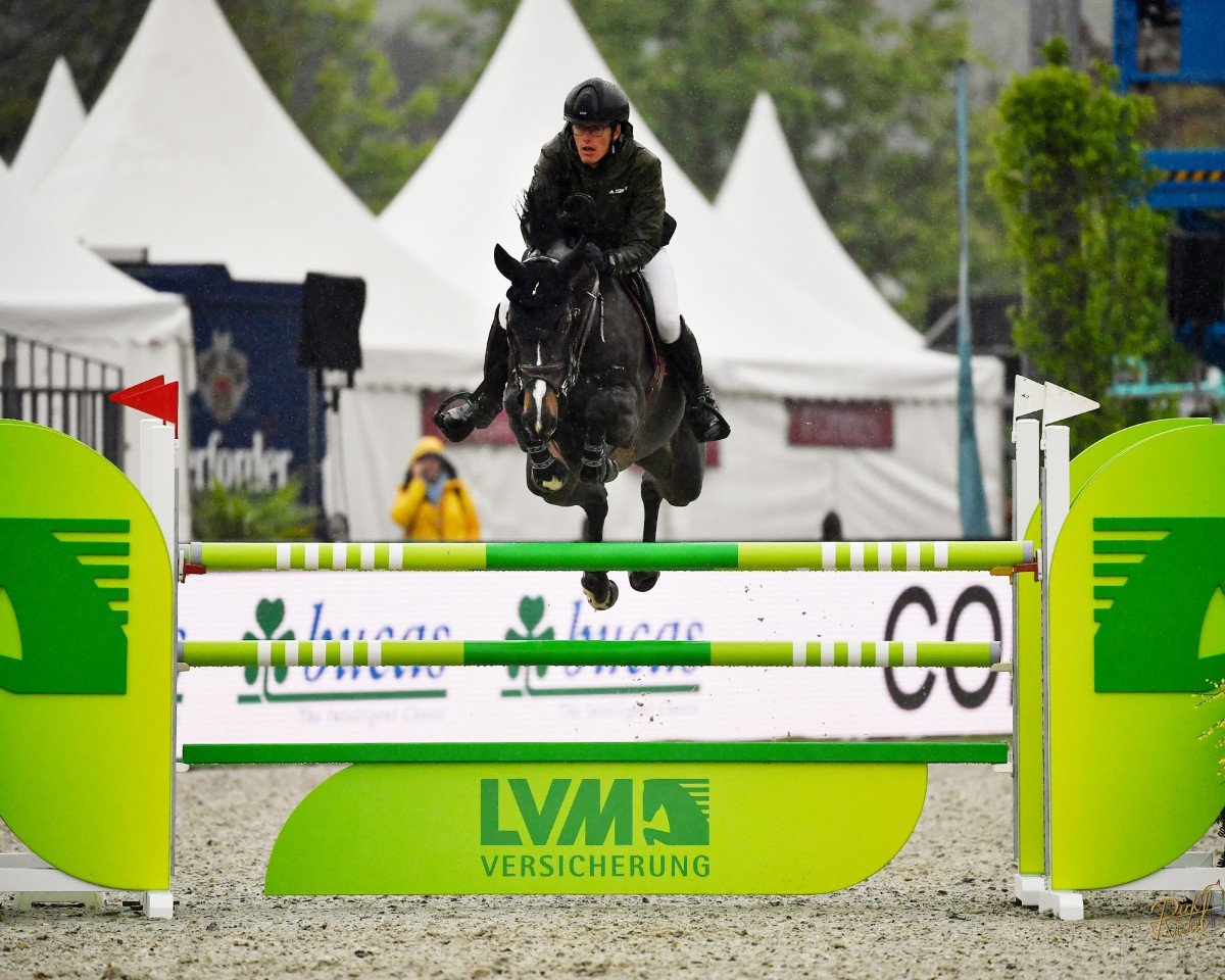 Springpferd Diamond Pur U Z (Zangersheide Reitpferd, 2018, von Diamant de Semilly)