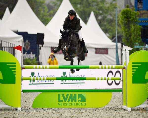 jumper Diamond Pur U Z (Zangersheide riding horse, 2018, from Diamant de Semilly)