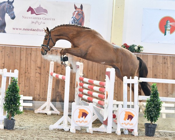 Deckhengst Diamond Time (Westfale, 2018, von Diamant de Semilly)