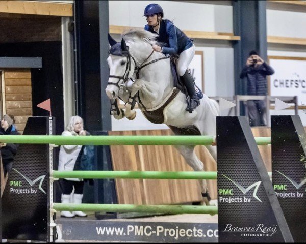jumper It's Me (KWPN (Royal Dutch Sporthorse), 2013, from Modesto)