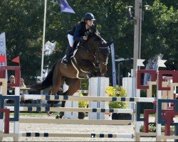 Springpferd Elettra (Holsteiner, 2019, von VDL Bubalu)