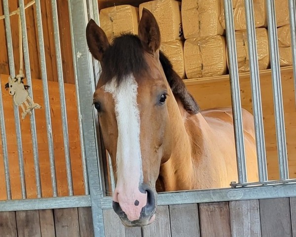 jumper Casino (Holsteiner, 2019, from Colman)