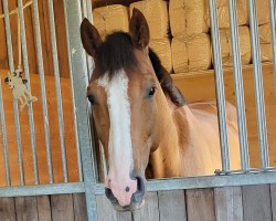 Springpferd Casino (Holsteiner, 2019, von Colman)