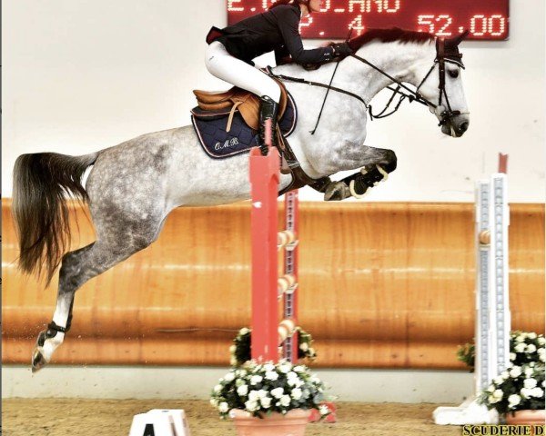 jumper Corbreka (Italian Warmblood, 2012, from Corland)