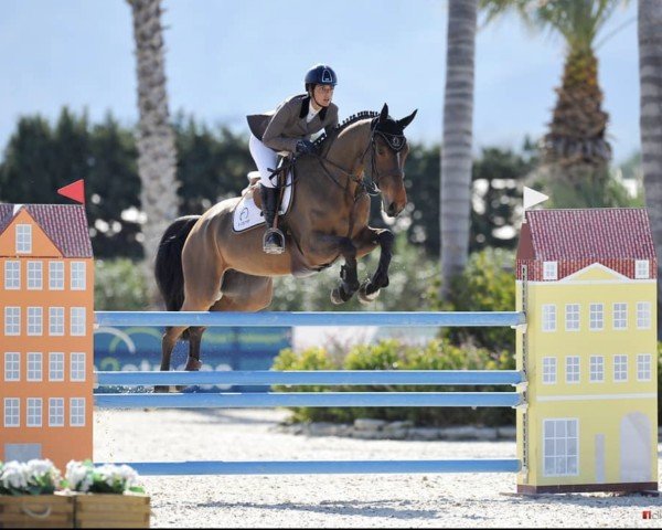 jumper Vipco Z (Zangersheide riding horse, 2014, from Vigo d'Arsouilles)
