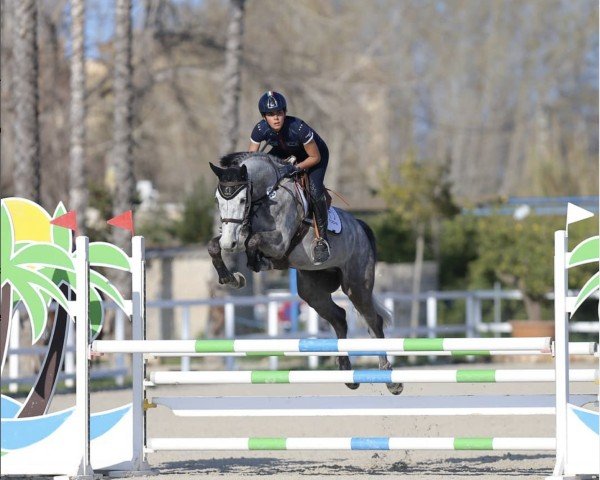 Springpferd Kick Star CL (KWPN (Niederländisches Warmblut), 2015, von Global Express)