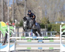 jumper Kick Star CL (KWPN (Royal Dutch Sporthorse), 2015, from Global Express)