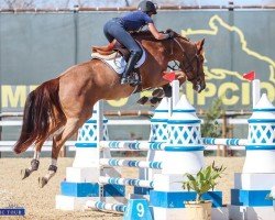 jumper Gaastra de La Hamente Z (Zangersheide riding horse, 2017, from George Z)
