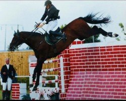 Deckhengst Camiro de Haar Z (Zangersheide Reitpferd, 2000, von Chellano Z)