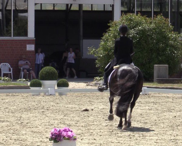 Reitturnier Langenfeld 2025
