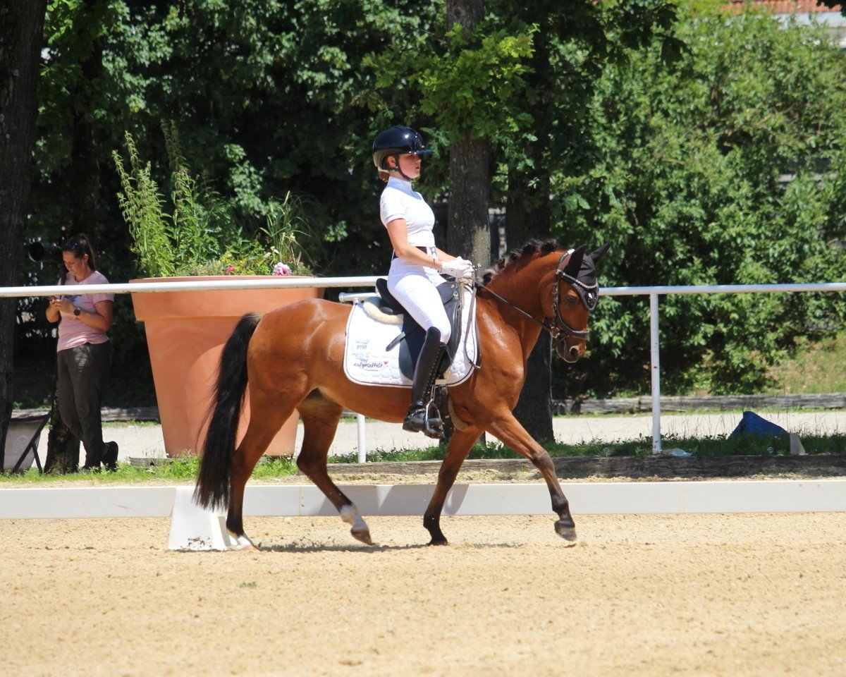 Luke von der unrechten Mühle: Cheval, Pedigree