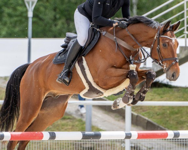 jumper El Dacapo 4 (German Sport Horse, 2020, from Cornet de Semilly)