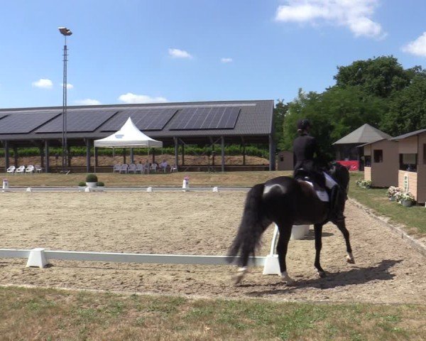 Reitturnier Langenfeld 2025