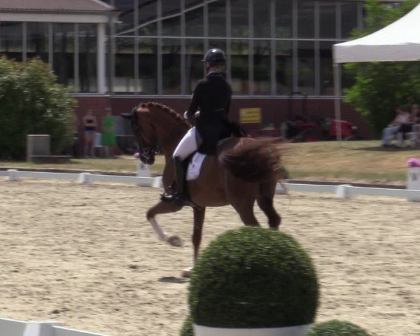Reitturnier Langenfeld 2025