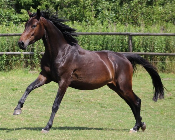 horse Charlie MK (Westphalian, 2021, from Comme il Faut) horse Charlie MK (Westphalian, 2021, from Comme il Faut)