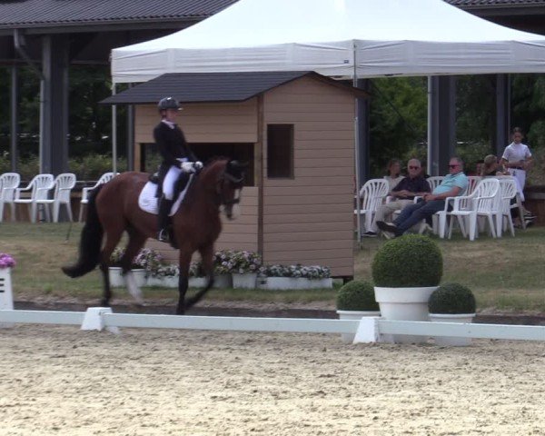 Reitturnier Langenfeld 2025