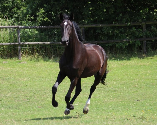 Pferd Tango MK (Westfale, 2022, von Majestic Taonga)