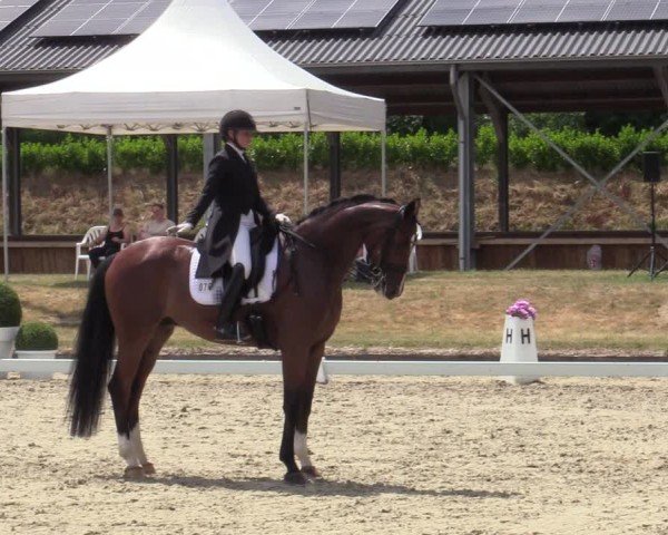 Reitturnier Langenfeld 2025