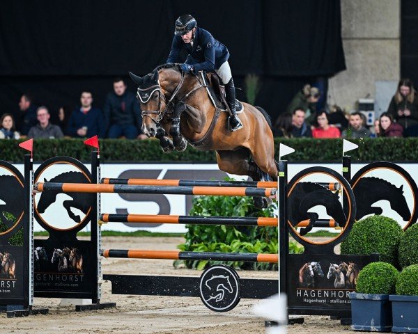 Springpferd Havel van de Wolfsakker Z (Zangersheide Reitpferd, 2011, von Hos D'O)