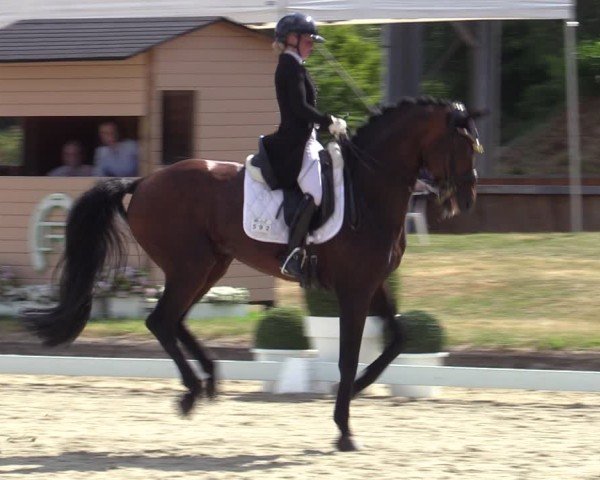 Reitturnier Langenfeld 2025