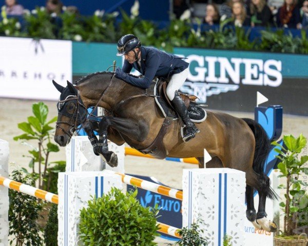 Deckhengst Important Style VK (KWPN (Niederländisches Warmblut), 2013, von Falaise de Muze)