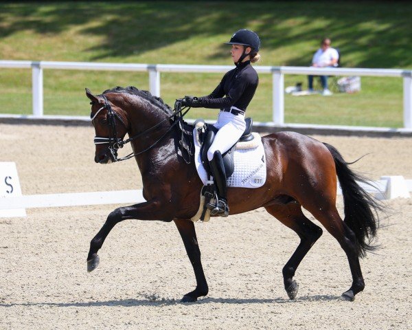 stallion Gaspard 10 (Trakehner, 2018, from His Moment)