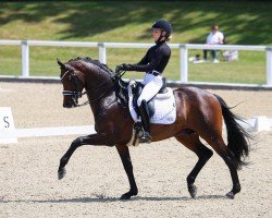 stallion Gaspard 10 (Trakehner, 2018, from His Moment)