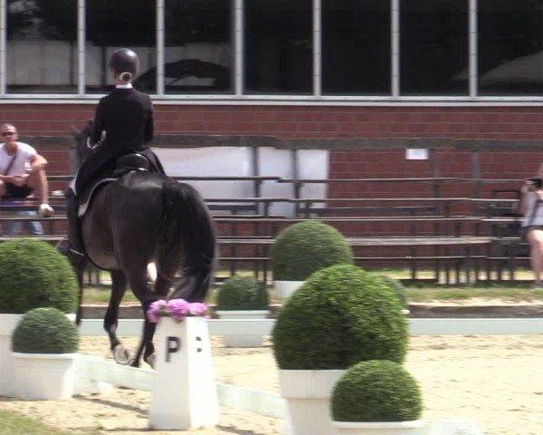 Reitturnier Langenfeld 2025