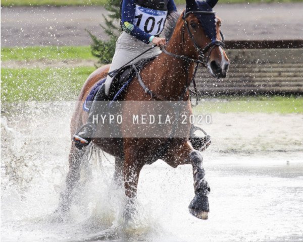 horse Kyta Van 't Amaryllishof (Belgian Warmblood, 2010, from Echo van het Spieveld)