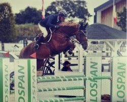 stallion Fabulous Franky 1919 Z (Zangersheide riding horse, 2016, from For Pleasure)