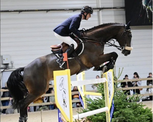 Springpferd Osiris Fz (Italienisches Warmblut, 2013, von Dallas VDL Z)