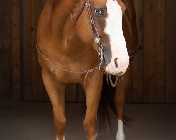 Pferd Cashn Cody (Quarter Horse, 2016)