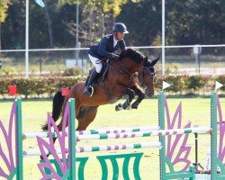 stallion Piper vd Heffinck (Belgian Warmblood, 2015, from Quick Star)