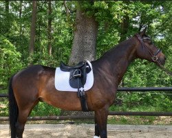 dressage horse Fürst Fritze Fries (Hanoverian, 2009, from Fürst Nymphenburg)