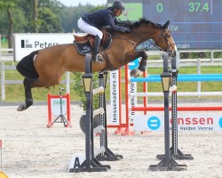 jumper International Popcorn (KWPN (Royal Dutch Sporthorse), 2011, from Bustique)