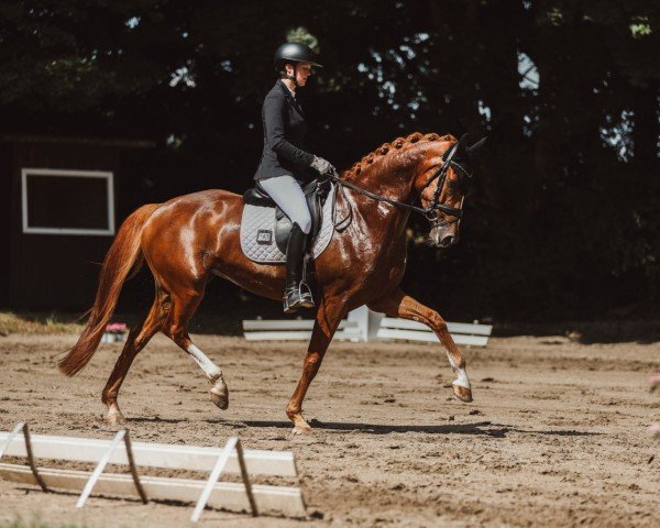 dressage horse Beluna BE (Westphalian, 2019, from By your Side 3)