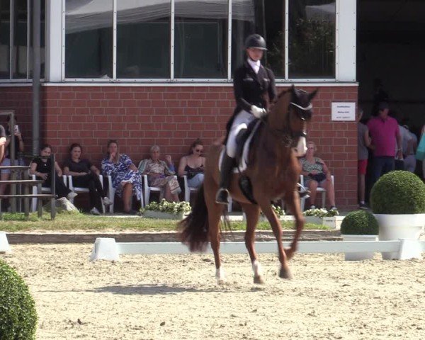 Reitturnier Langenfeld 2025