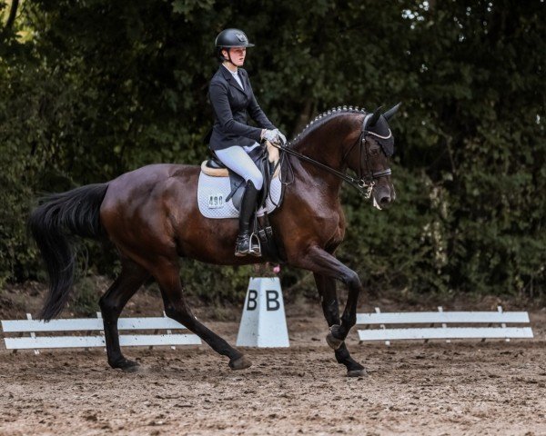 Dressurpferd Sally BE (Westfale, 2018, von Secret)