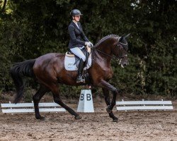 Dressurpferd Sally BE (Westfale, 2018, von Secret)