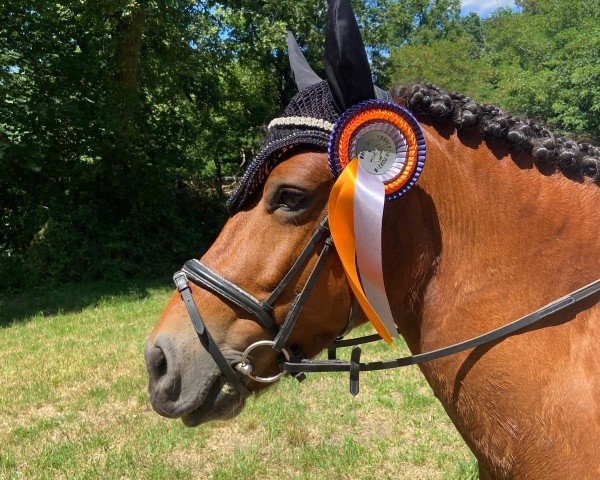 Dressurpferd Emma Lou 5 (Dänisches Pony, 2013)