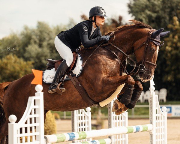 jumper Nice to have 3 (German Sport Horse, 2014, from Negro)