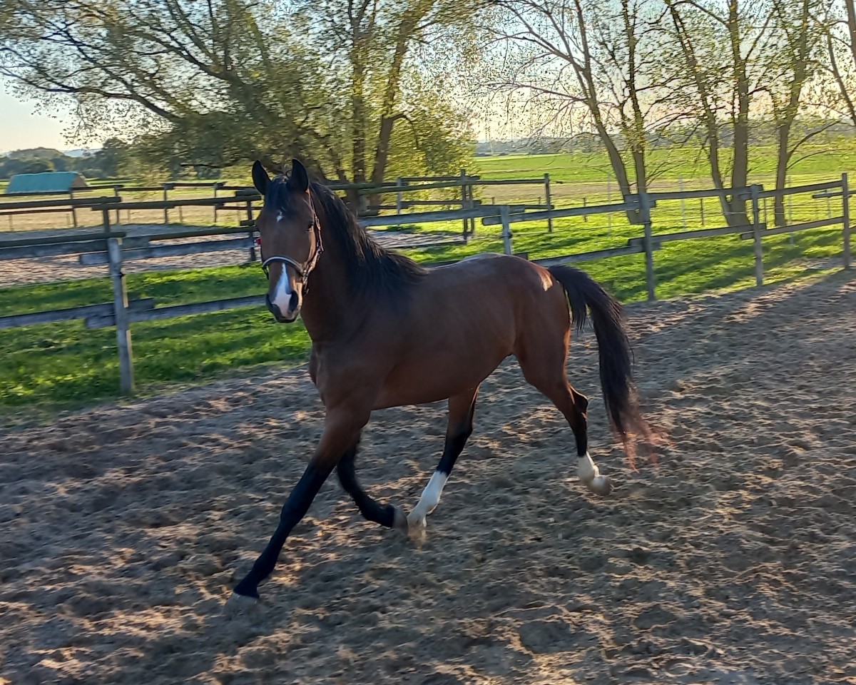horse Chapeau MK (Westphalian, 2020, from Comme il Faut)