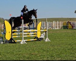 jumper Project (German Sport Horse, 2018, from Pirate 7)