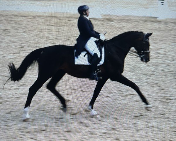 Dressurpferd Flaconi Royal (Westfale, 2012, von Franziskus FRH)