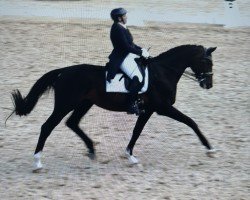 dressage horse Flaconi Royal (Westphalian, 2012, from Franziskus FRH)